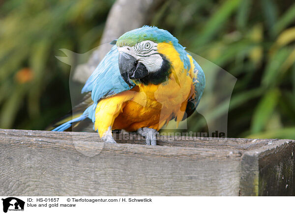 blue and gold macaw / HS-01657