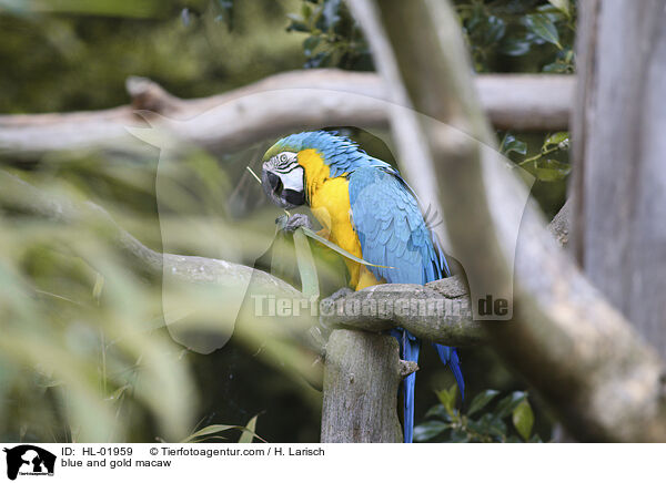 Gelbbrustara / blue and gold macaw / HL-01959