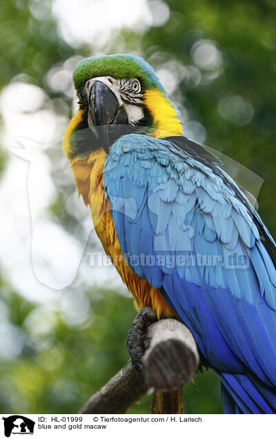 blue and gold macaw / HL-01999