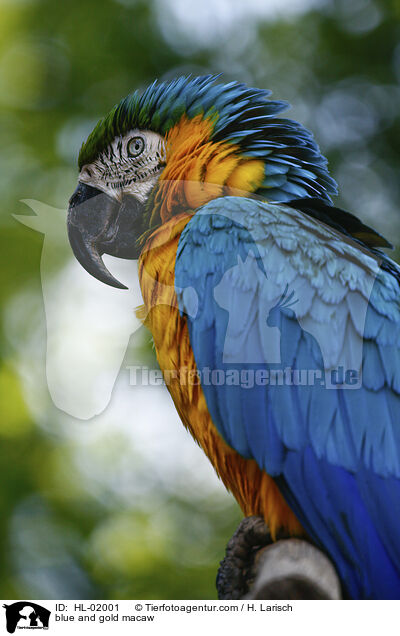 blue and gold macaw / HL-02001
