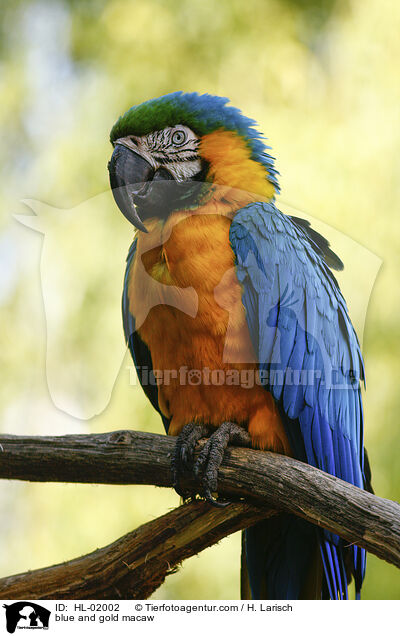 blue and gold macaw / HL-02002