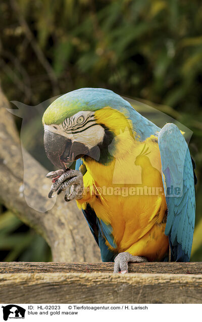 blue and gold macaw / HL-02023