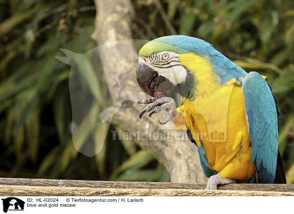 Gelbbrustara / blue and gold macaw / HL-02024