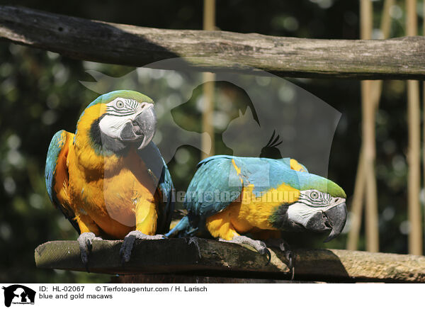 blue and gold macaws / HL-02067