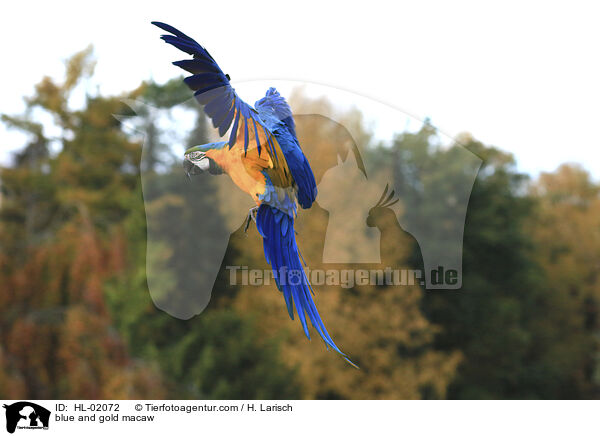 blue and gold macaw / HL-02072