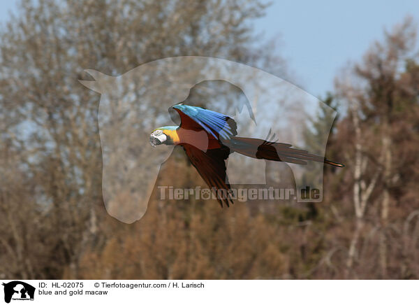 Gelbbrustara / blue and gold macaw / HL-02075