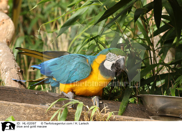 blue and gold macaw / HL-02097