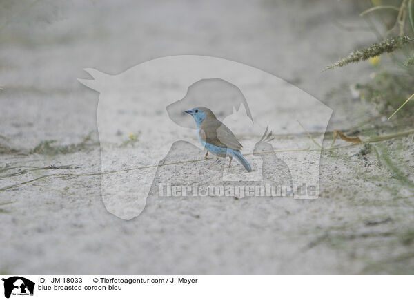 Angola-Schmetterlingsfink / blue-breasted cordon-bleu / JM-18033