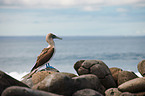 blue-footed booby