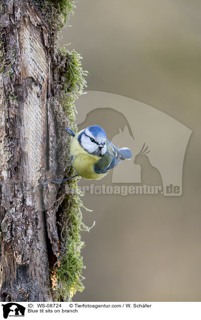 Blue tit sits on branch / WS-08724