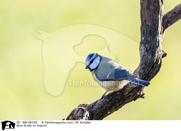 Blue tit sits on branch / WS-08726