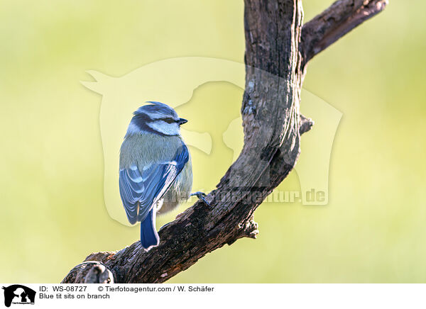 Blue tit sits on branch / WS-08727