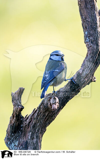 Blue tit sits on branch / WS-08728