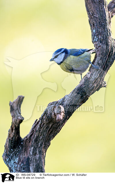 Blue tit sits on branch / WS-08729