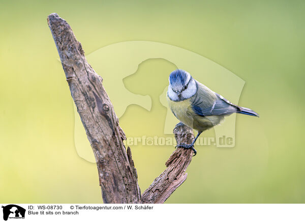 Blue tit sits on branch / WS-08730