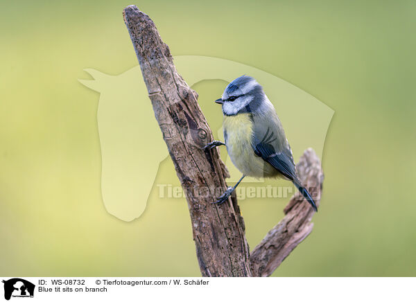 Blue tit sits on branch / WS-08732