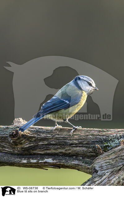 Blue tit sits on branch / WS-08736