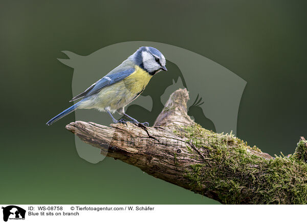 Blue tit sits on branch / WS-08758