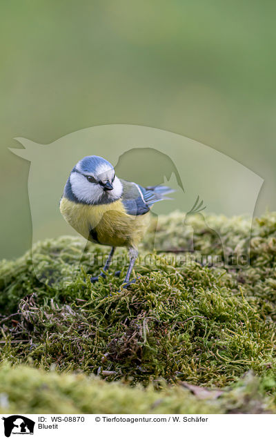 Bluetit / WS-08870