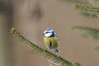 bluetit