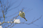 bluetit