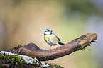 bluetit