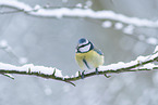 blue tit