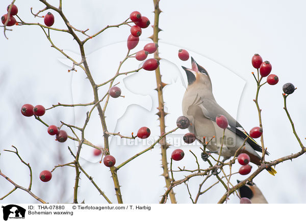 Seidenschwanz / Bohemian waxwing / THA-07880