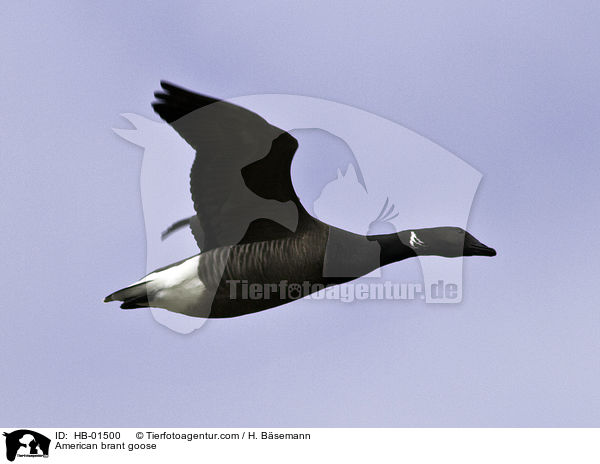 American brant goose / HB-01500