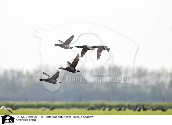 American brant / MBS-09606