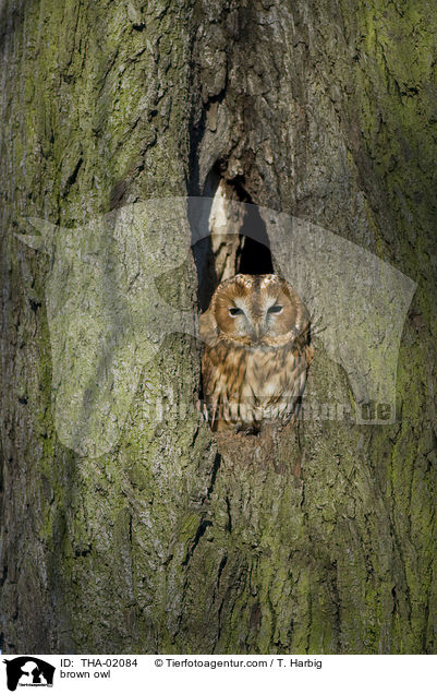 brown owl / THA-02084