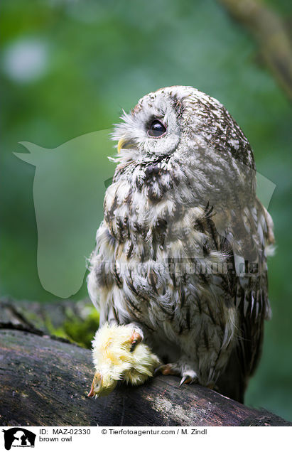 brown owl / MAZ-02330
