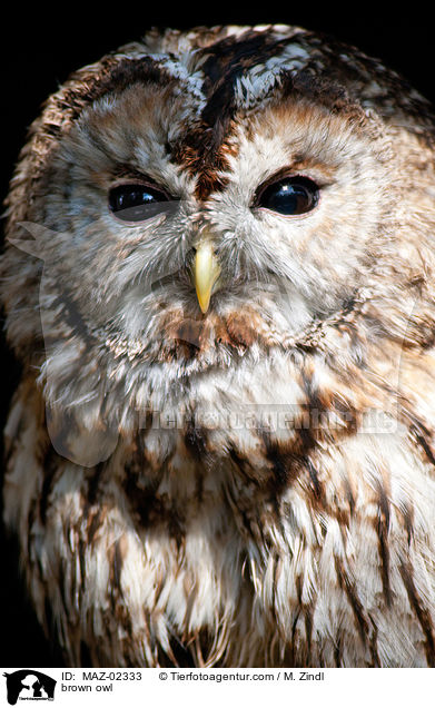 brown owl / MAZ-02333