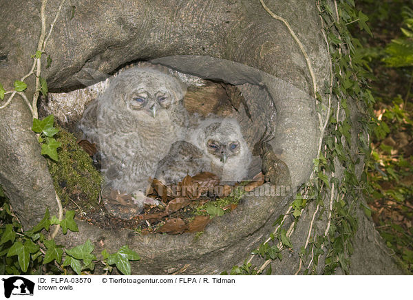 Waldkuze / brown owls / FLPA-03570