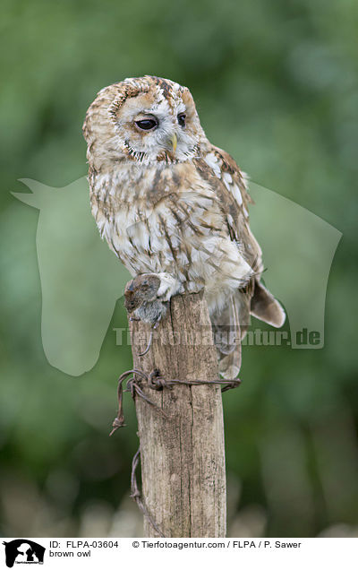 brown owl / FLPA-03604