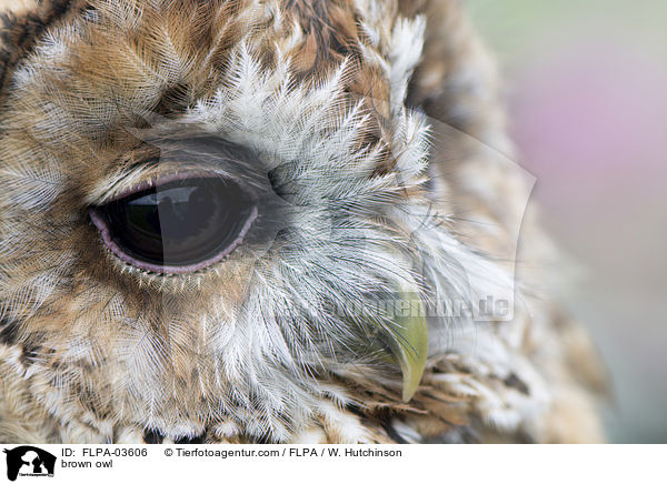 brown owl / FLPA-03606