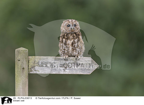 brown owl / FLPA-03613