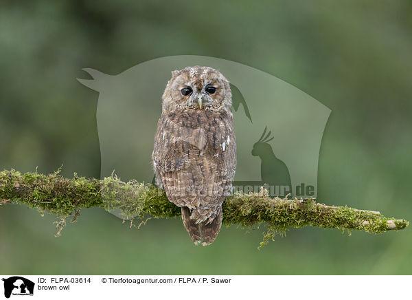 brown owl / FLPA-03614