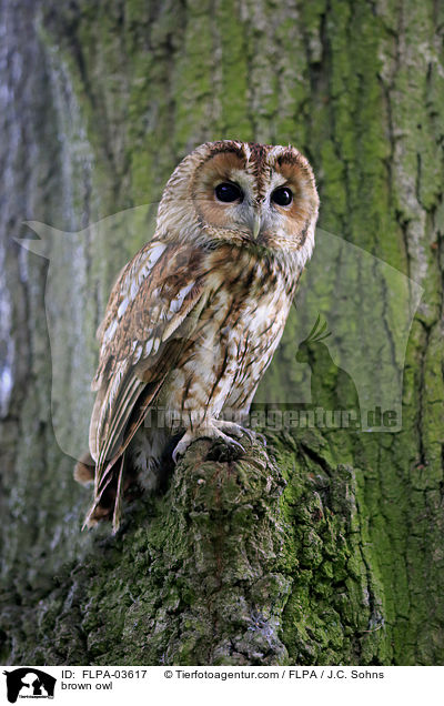 brown owl / FLPA-03617