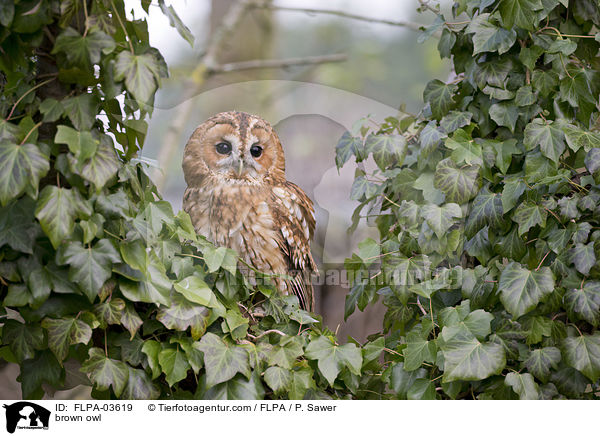 brown owl / FLPA-03619