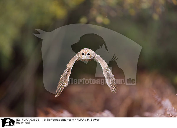 brown owl / FLPA-03625