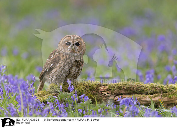 brown owl / FLPA-03628