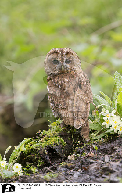 brown owl / FLPA-03629