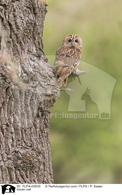 brown owl / FLPA-03630