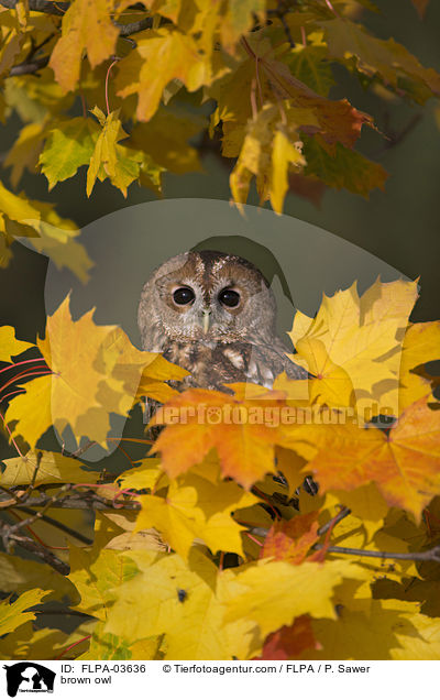 brown owl / FLPA-03636