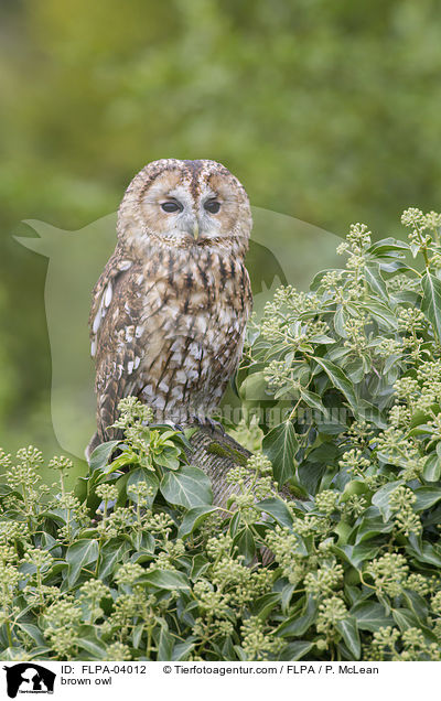 brown owl / FLPA-04012