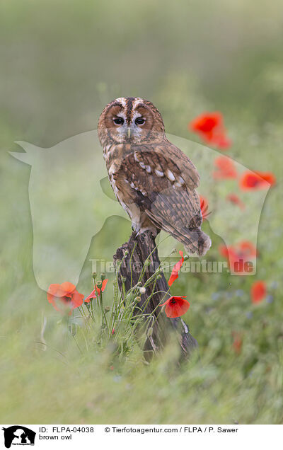 brown owl / FLPA-04038
