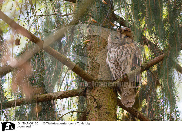 brown owl / THA-06105