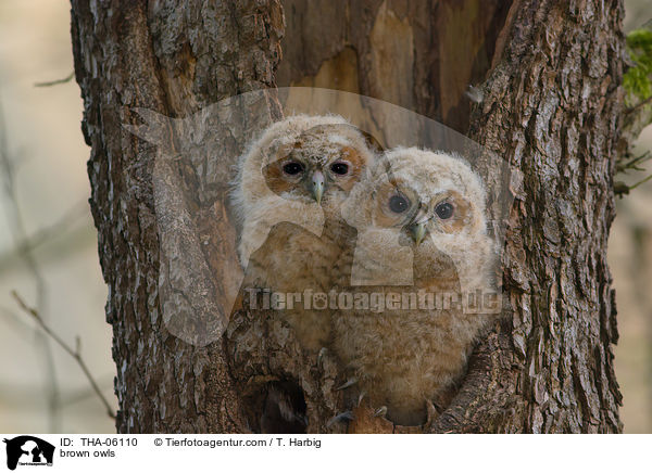 brown owls / THA-06110