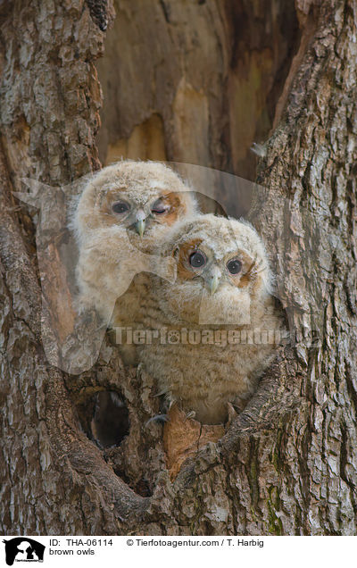 brown owls / THA-06114